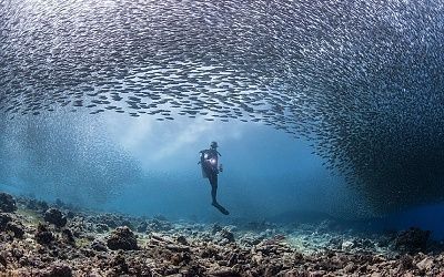 potd_sardines_2768981k.jpg