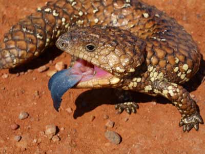 shingleback-2010.jpg