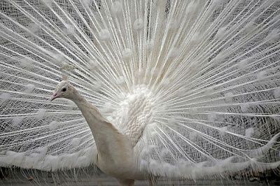 peacock1.jpg