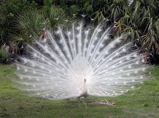 peacock2.jpg