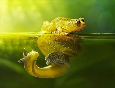 frog.jpg