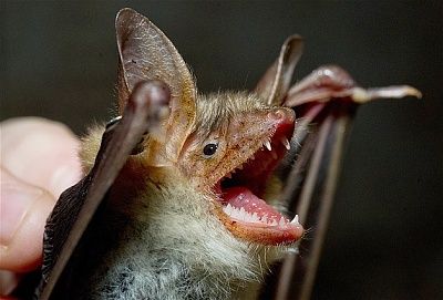bat.jpg
