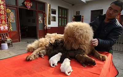 potd_mastiff_1_2798533k.jpg
