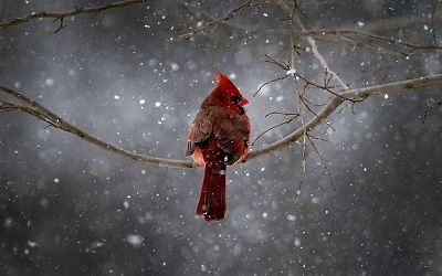 red-20bitd.jpg