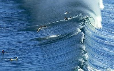 potd_dolphins_in_t_2798596k.jpg