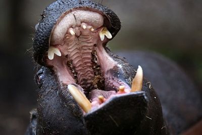 animals-hippo-_2801570k.jpg