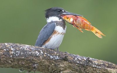 potd-fish_2800345k.jpg