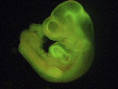 potd_mouse_grown_f_2806714k.jpg