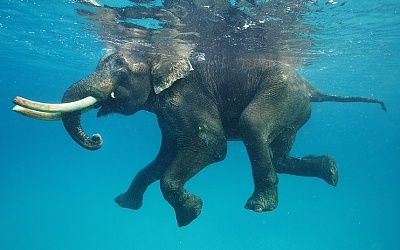 potd-elephant_2805471k.jpg