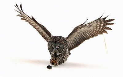 potd-eagle-owl_2805485k.jpg