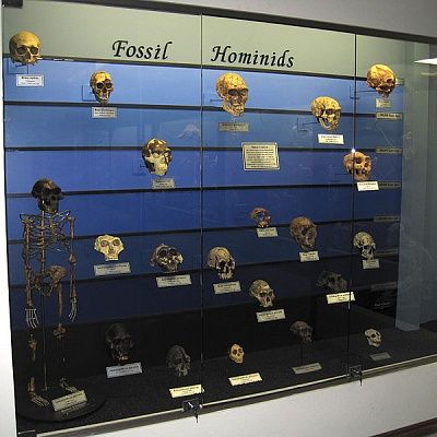 600px-fossil_hominids.jpg
