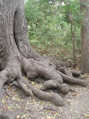 dead_body_root.jpg