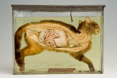 Name:  bisectedCAT.jpg
Views: 1748
Size:  24.5 KB