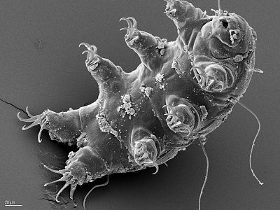 tardigrade-water-bear-esa-schill.jpg