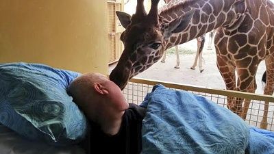giraffe.jpg