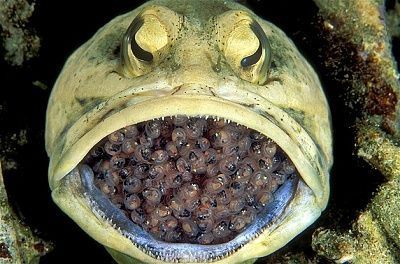 jawfish.jpg