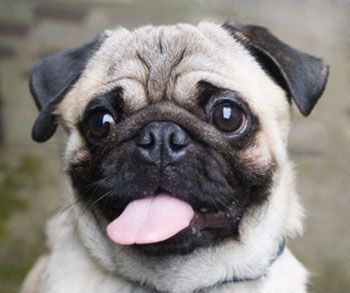 cute-pug-tongue.jpg