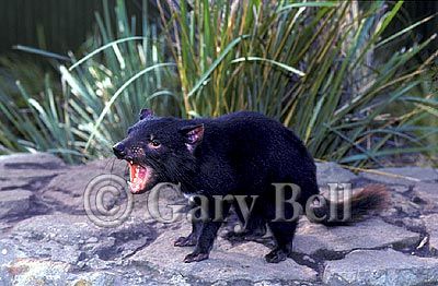 24T5038-01-tasmanian-devil.jpg