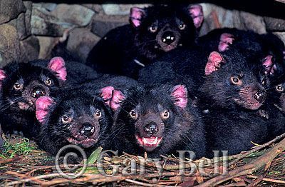 24T5038-02-tasmanian-devil.jpg