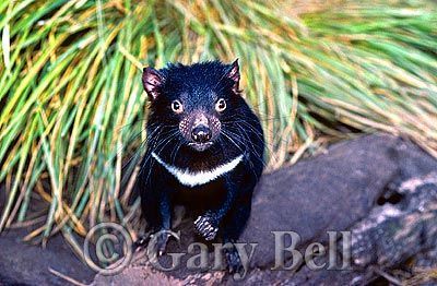 24T5038-03-tasmanian-devil.jpg