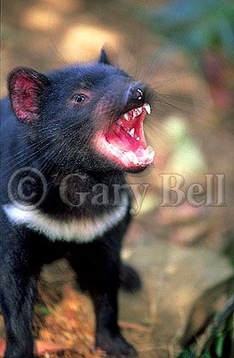 24T5038-05-tasmanian-devil.jpg