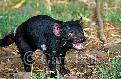 24T5038-06-tasmanian-devil.jpg