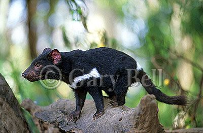24T5038-07-tasmanian-devil.jpg