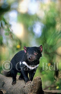 24T5038-08-tasmanian-devil.jpg