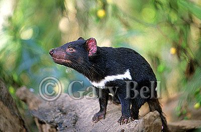 24T5038-10-tasmanian-devil.jpg