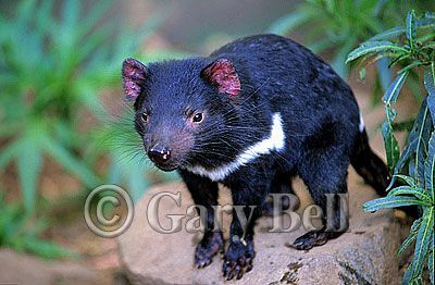 24T5038-11-tasmanian-devil.jpg