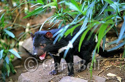 24T5038-13-tasmanian-devil.jpg