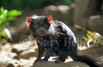 24T5038-16-tasmanian-devil.jpg