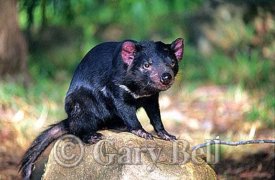 24T5038-18-tasmanian-devil.jpg