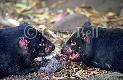 24T5038-19-tasmanian-devil.jpg