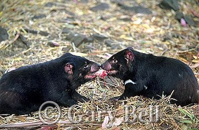 24T5038-20-tasmanian-devil.jpg