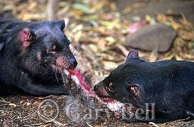 24T5038-22-tasmanian-devil.jpg