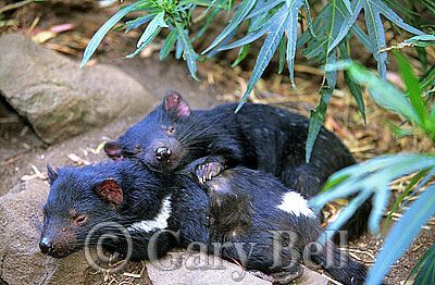 24T5038-23-tasmanian-devil.jpg