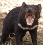tasmaniandevil.jpg