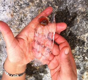 salpe.jpg