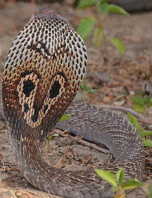 460px-spectacled_cobra.jpg