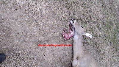 deerr1.jpg