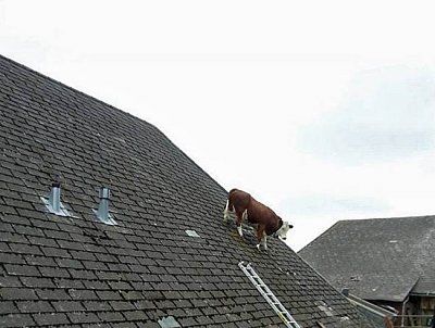 cowroof1.jpg