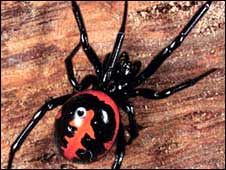 _44948319_steatoda_paykulliana_hine.jpg