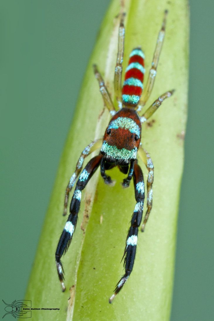 colorful_colombian_jumping_spider_by_colinhuttonphoto-d6rcgat.jpg