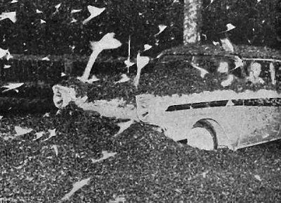 fish-flies-car.jpg