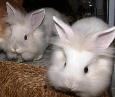 babybunnies.jpg