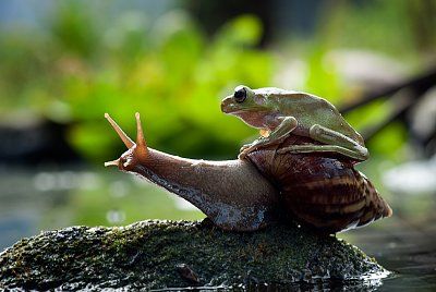 snailfrog.jpg