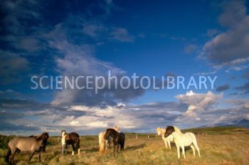 Name:  C0045797-Horses_in_Iceland-SPL.jpg
Views: 74
Size:  18.7 KB