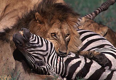 bad-ass-animals-6.jpg