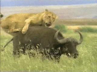 bad-ass-animals-7.jpg